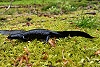 Streng geschützte Amphibienart gefunden: Erstnachweis des Nördlichen Kammmolchs im Nationalpark Harz