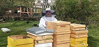 Wieder Bienen im Tierpark Dessau